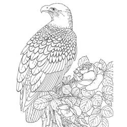 Malvorlage: Adler (Tiere) #304 - Kostenlose Malvorlagen zum Ausdrucken