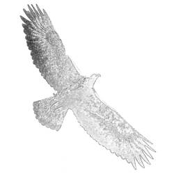 Malvorlage: Adler (Tiere) #321 - Kostenlose Malvorlagen zum Ausdrucken