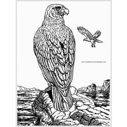 Malvorlage: Adler (Tiere) #324 - Kostenlose Malvorlagen zum Ausdrucken
