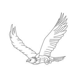 Malvorlage: Adler (Tiere) #353 - Kostenlose Malvorlagen zum Ausdrucken