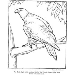 Malvorlage: Adler (Tiere) #362 - Kostenlose Malvorlagen zum Ausdrucken