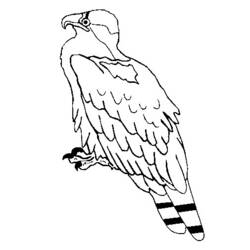 Malvorlage: Adler (Tiere) #373 - Kostenlose Malvorlagen zum Ausdrucken