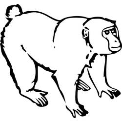 Malvorlage: Affe (Tiere) #14173 - Kostenlose Malvorlagen zum Ausdrucken