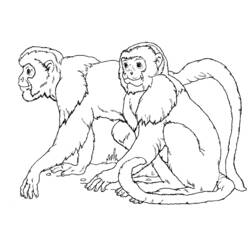 Malvorlage: Affe (Tiere) #14177 - Kostenlose Malvorlagen zum Ausdrucken