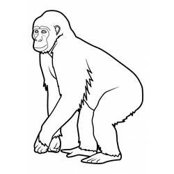 Malvorlage: Affe (Tiere) #14196 - Kostenlose Malvorlagen zum Ausdrucken