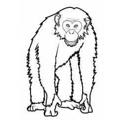 Malvorlage: Affe (Tiere) #14220 - Kostenlose Malvorlagen zum Ausdrucken