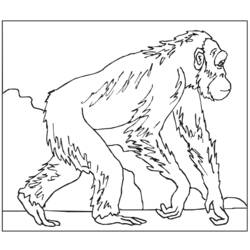 Malvorlage: Affe (Tiere) #14227 - Kostenlose Malvorlagen zum Ausdrucken