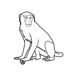 Malvorlage: Affe (Tiere) #14259 - Kostenlose Malvorlagen zum Ausdrucken