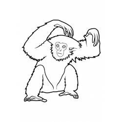 Malvorlage: Affe (Tiere) #14261 - Kostenlose Malvorlagen zum Ausdrucken