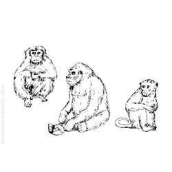 Malvorlage: Affe (Tiere) #14289 - Kostenlose Malvorlagen zum Ausdrucken