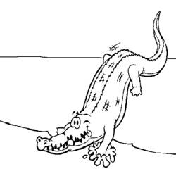 Malvorlage: Alligator (Tiere) #387 - Kostenlose Malvorlagen zum Ausdrucken