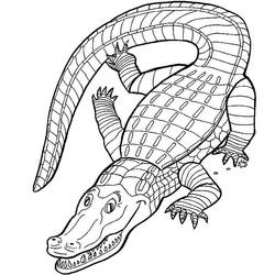 Malvorlage: Alligator (Tiere) #434 - Kostenlose Malvorlagen zum Ausdrucken