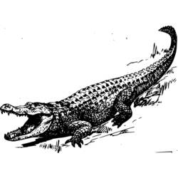 Malvorlage: Alligator (Tiere) #456 - Kostenlose Malvorlagen zum Ausdrucken