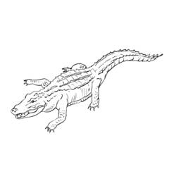Malvorlage: Alligator (Tiere) #470 - Kostenlose Malvorlagen zum Ausdrucken