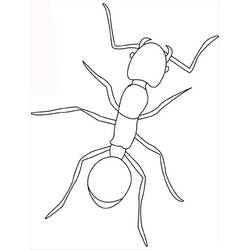 Malvorlage: Ameise (Tiere) #6921 - Kostenlose Malvorlagen zum Ausdrucken