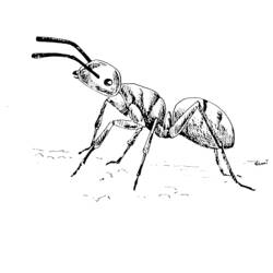 Malvorlage: Ameise (Tiere) #6963 - Kostenlose Malvorlagen zum Ausdrucken