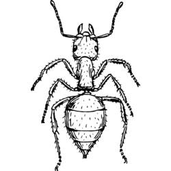 Malvorlage: Ameise (Tiere) #6969 - Kostenlose Malvorlagen zum Ausdrucken