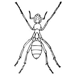Malvorlage: Ameise (Tiere) #6975 - Kostenlose Malvorlagen zum Ausdrucken