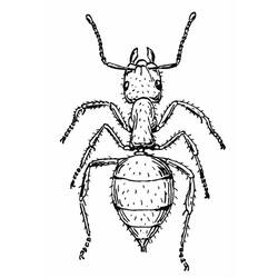 Malvorlage: Ameise (Tiere) #7013 - Kostenlose Malvorlagen zum Ausdrucken