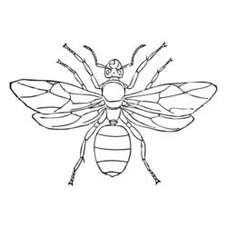 Malvorlage: Ameise (Tiere) #7024 - Kostenlose Malvorlagen zum Ausdrucken