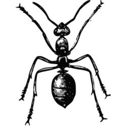 Malvorlage: Ameise (Tiere) #7043 - Kostenlose Malvorlagen zum Ausdrucken