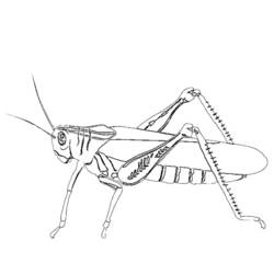 Malvorlage: Ameise (Tiere) #7082 - Kostenlose Malvorlagen zum Ausdrucken