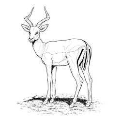 Malvorlage: Antilope (Tiere) #22580 - Kostenlose Malvorlagen zum Ausdrucken