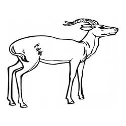 Malvorlage: Antilope (Tiere) #22582 - Kostenlose Malvorlagen zum Ausdrucken
