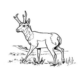Malvorlage: Antilope (Tiere) #22588 - Kostenlose Malvorlagen zum Ausdrucken