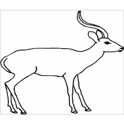 Malvorlage: Antilope (Tiere) #22591 - Kostenlose Malvorlagen zum Ausdrucken
