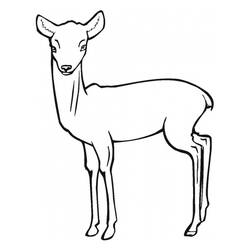 Malvorlage: Antilope (Tiere) #22595 - Kostenlose Malvorlagen zum Ausdrucken