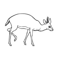 Malvorlage: Antilope (Tiere) #22600 - Kostenlose Malvorlagen zum Ausdrucken