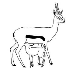 Malvorlage: Antilope (Tiere) #22605 - Kostenlose Malvorlagen zum Ausdrucken