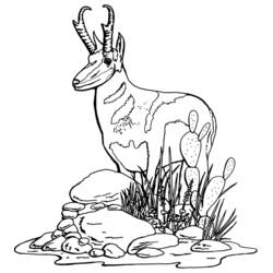 Malvorlage: Antilope (Tiere) #22606 - Kostenlose Malvorlagen zum Ausdrucken
