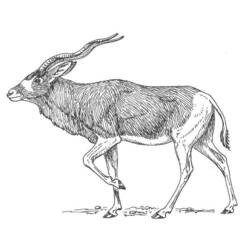 Malvorlage: Antilope (Tiere) #22609 - Kostenlose Malvorlagen zum Ausdrucken