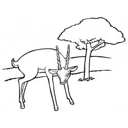 Malvorlage: Antilope (Tiere) #22611 - Kostenlose Malvorlagen zum Ausdrucken