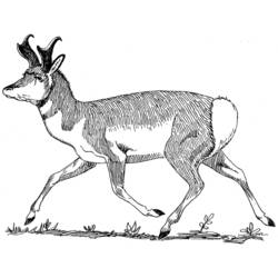 Malvorlage: Antilope (Tiere) #22614 - Kostenlose Malvorlagen zum Ausdrucken