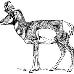 Malvorlage: Antilope (Tiere) #22618 - Kostenlose Malvorlagen zum Ausdrucken
