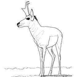 Malvorlage: Antilope (Tiere) #22621 - Kostenlose Malvorlagen zum Ausdrucken