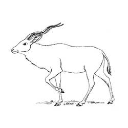 Malvorlage: Antilope (Tiere) #22623 - Kostenlose Malvorlagen zum Ausdrucken
