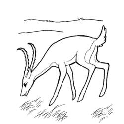 Malvorlage: Antilope (Tiere) #22633 - Kostenlose Malvorlagen zum Ausdrucken