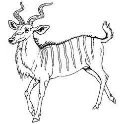 Malvorlage: Antilope (Tiere) #22637 - Kostenlose Malvorlagen zum Ausdrucken