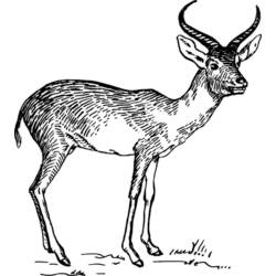 Malvorlage: Antilope (Tiere) #22648 - Kostenlose Malvorlagen zum Ausdrucken