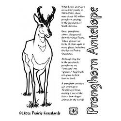 Malvorlage: Antilope (Tiere) #22669 - Kostenlose Malvorlagen zum Ausdrucken