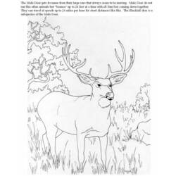 Malvorlage: Antilope (Tiere) #22670 - Kostenlose Malvorlagen zum Ausdrucken