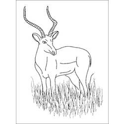 Zeichnungen zum Ausmalen: Antilope - Druckbare Malvorlagen