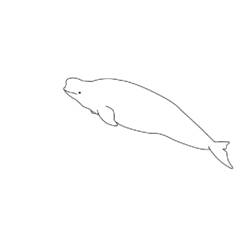 Malvorlage: Beluga (Tiere) #1040 - Kostenlose Malvorlagen zum Ausdrucken