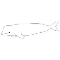 Malvorlage: Beluga (Tiere) #1048 - Kostenlose Malvorlagen zum Ausdrucken