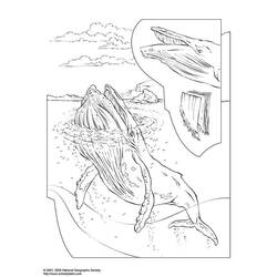 Malvorlage: Beluga (Tiere) #1052 - Kostenlose Malvorlagen zum Ausdrucken