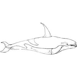 Malvorlage: Beluga (Tiere) #1054 - Kostenlose Malvorlagen zum Ausdrucken